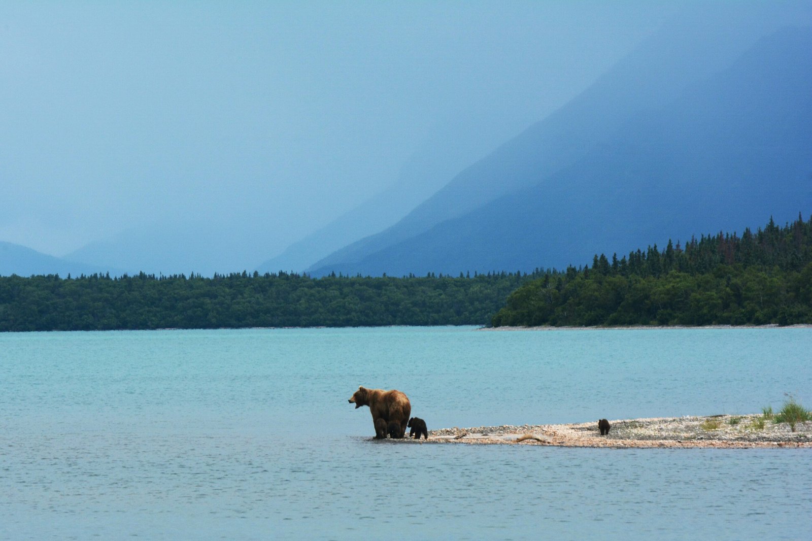 Katmai National Park and Preserve: A Scenic Spot of Natural Beauty and Wildlife Spectacle